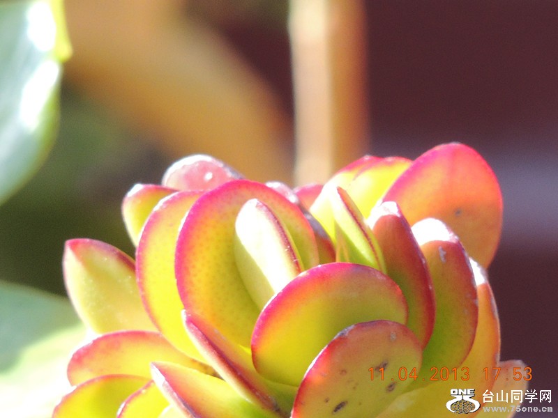 flower 2632_.jpg