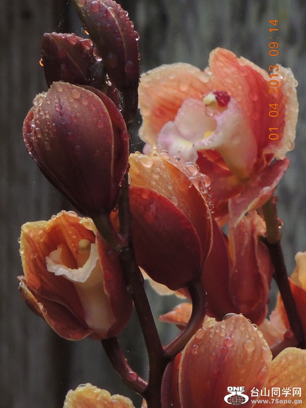 flower 2335_.jpg