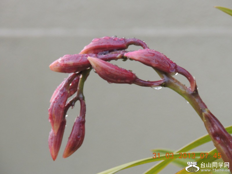 flower 2159_.jpg