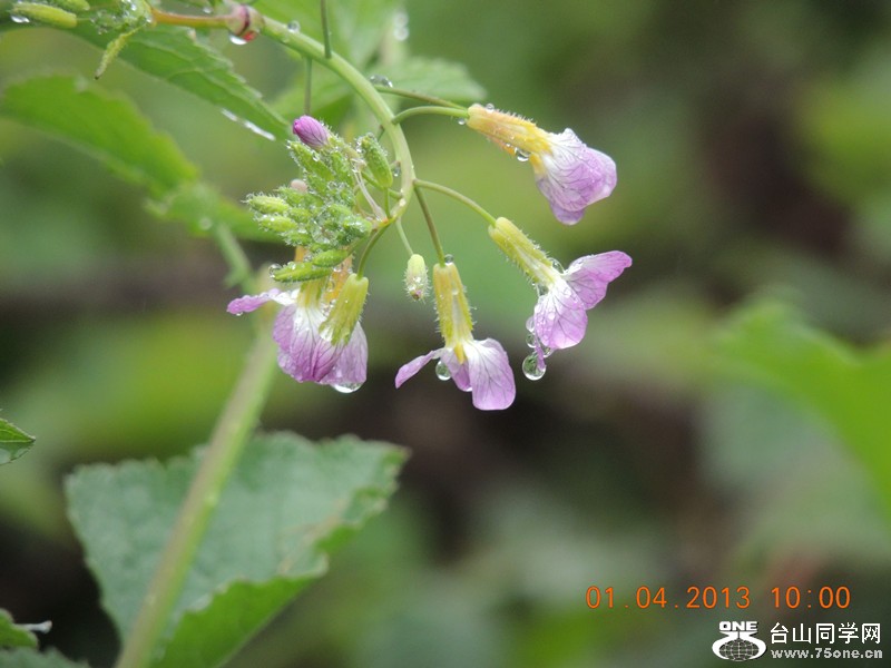 flower 2349_.jpg