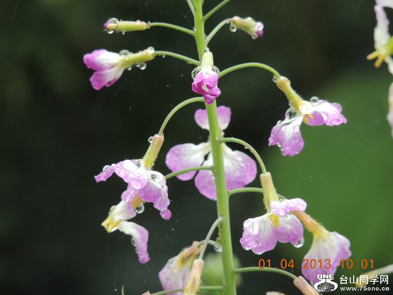 flower 2353_.jpg