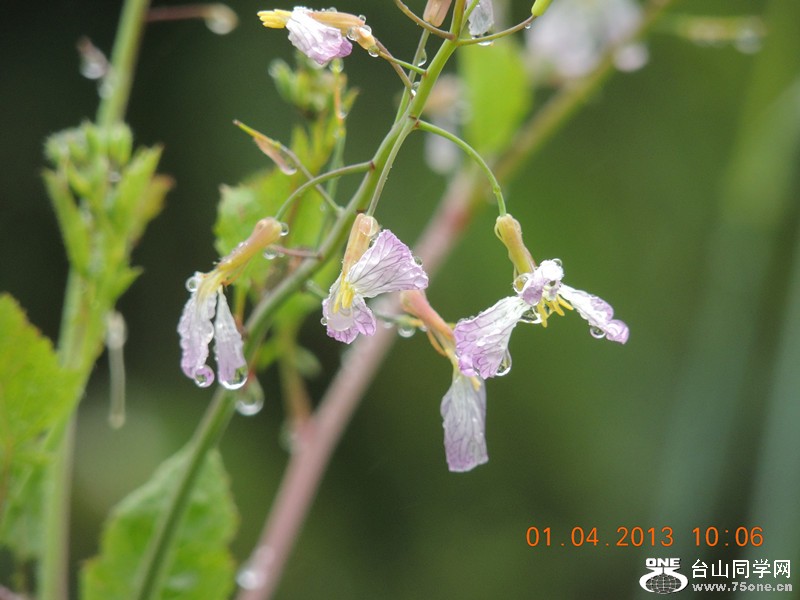 flower 2359_.jpg
