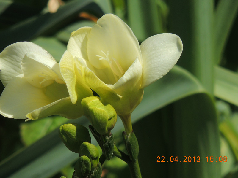 flower 2964_.jpg