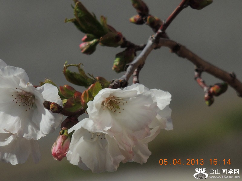 flower 2531_.jpg