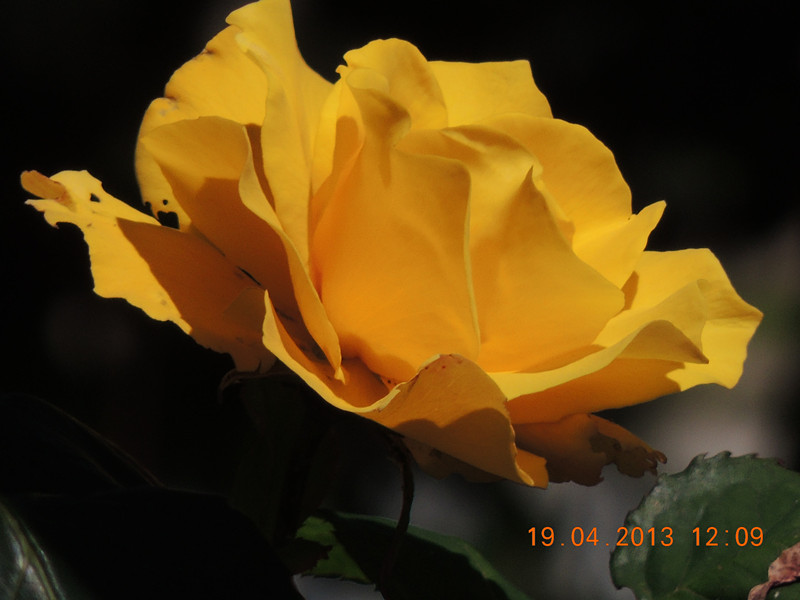 flower 2865_.jpg