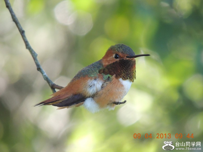 bird 1985_.jpg