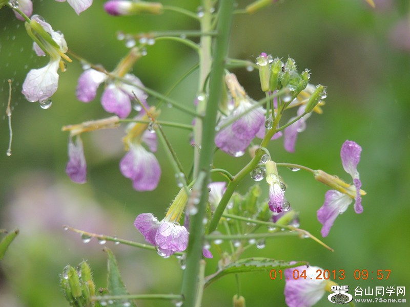 flower 2342_.jpg