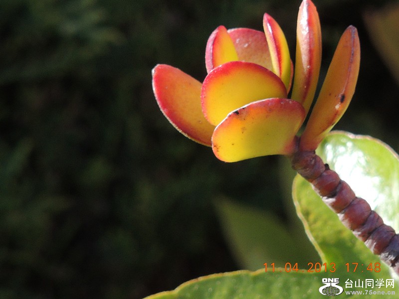 flower 2612_.jpg
