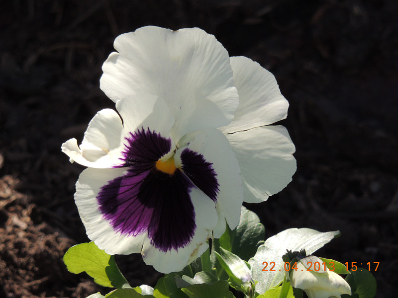 flower 3001_.jpg