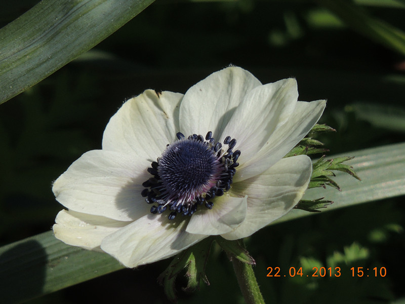 flower 2971_.jpg
