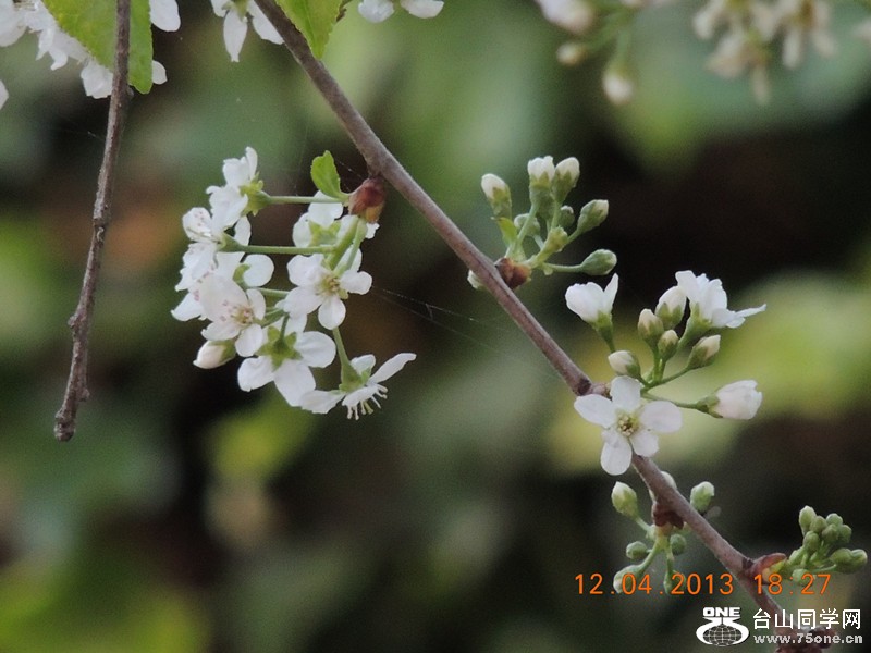 flower 2708_.jpg