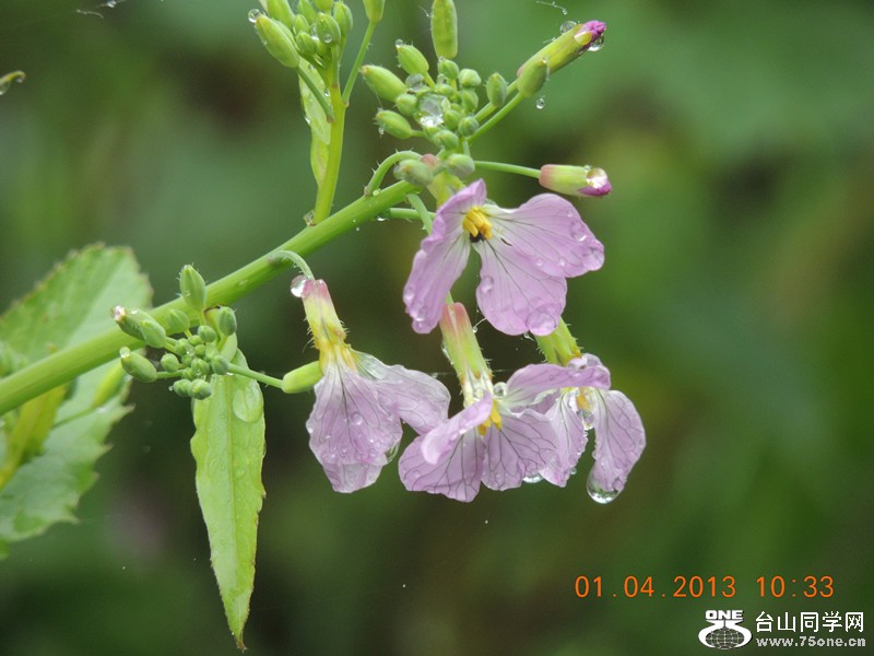 flower 2379_.jpg