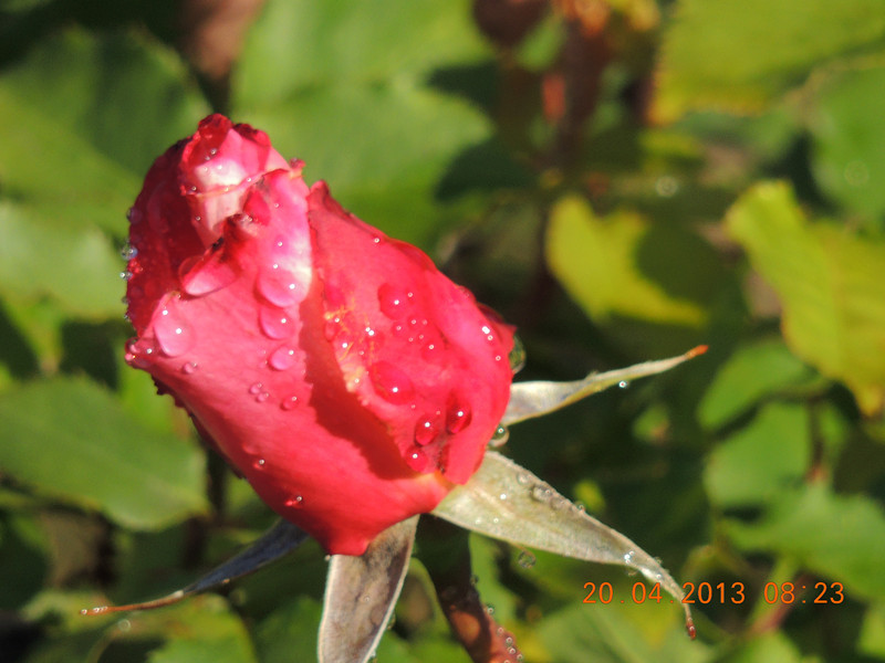 flower 2892_.jpg