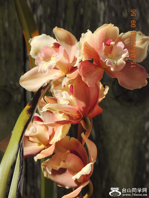 flower 2740_.jpg