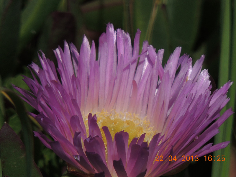 flower 3027_.jpg