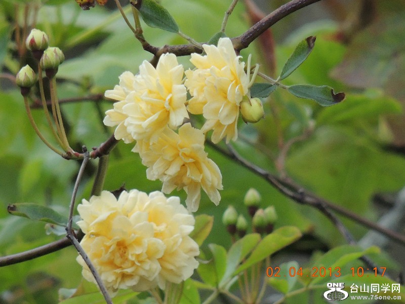 flower 2437_.jpg