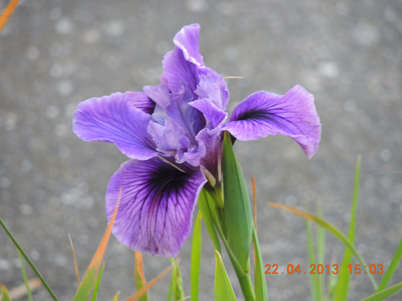 flower 2945_.jpg
