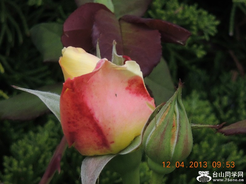 flower 2638_.jpg