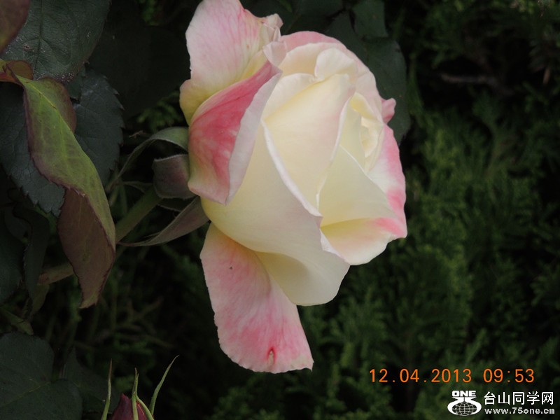 flower 2639_.jpg