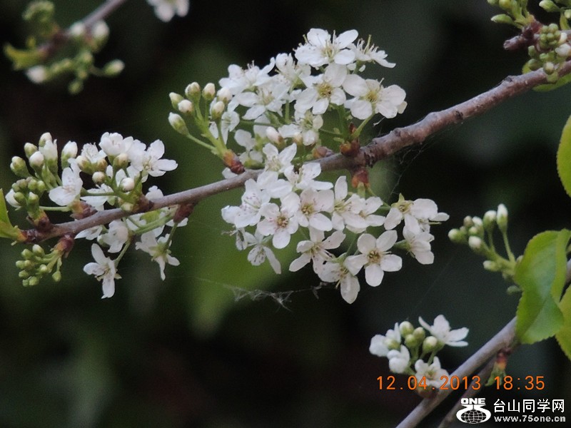 flower 2729_.jpg