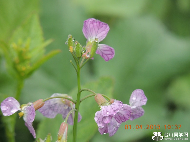 flower 2391_.jpg