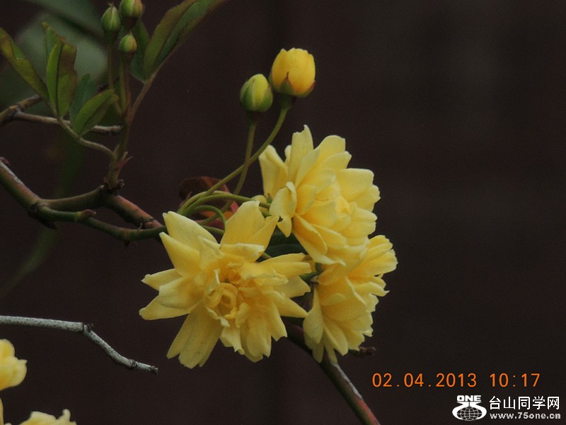 flower 2438_.jpg