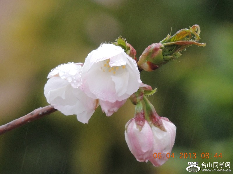 flower 2534_.jpg