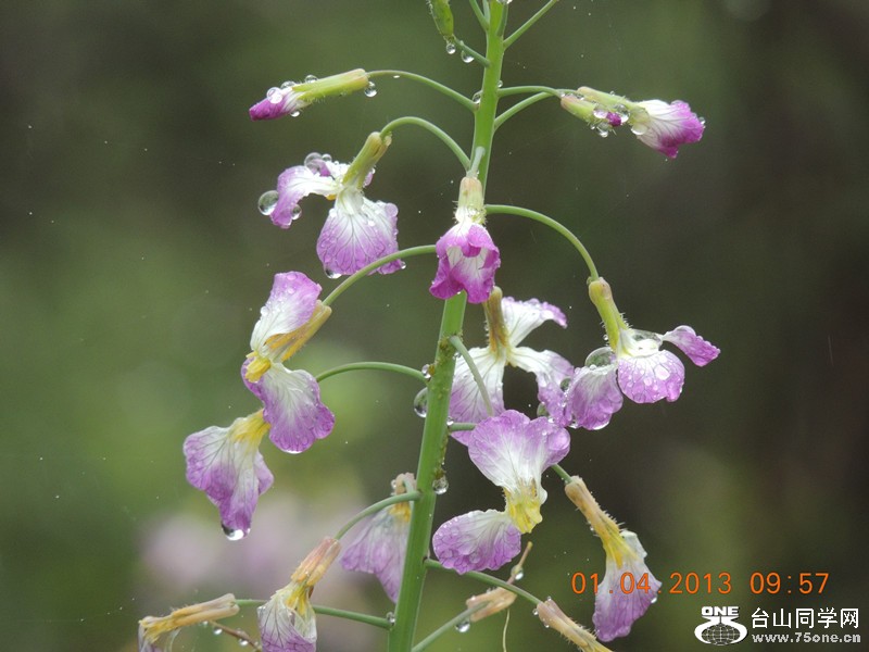 flower 2344_.jpg