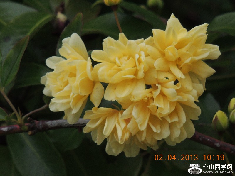 flower 2449_.jpg