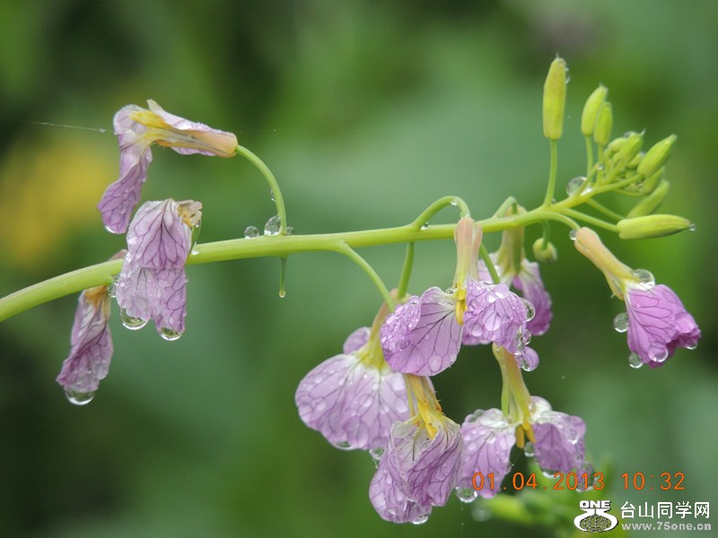 flower 2375_.jpg