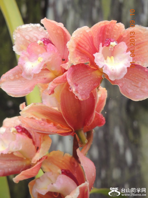 flower 2331_.jpg