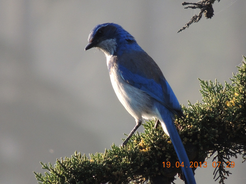 bird 2096_.jpg