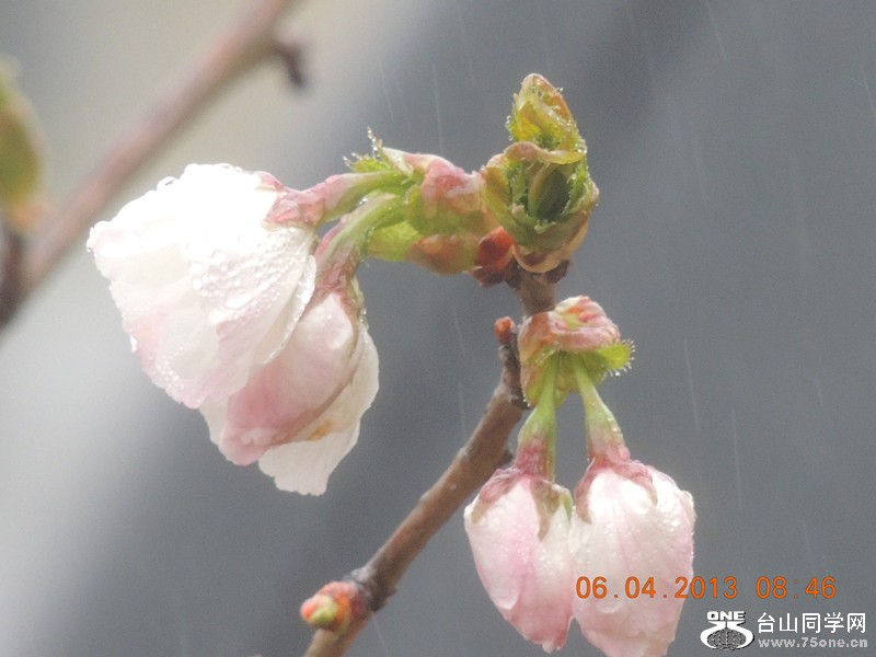 flower 2543_.jpg