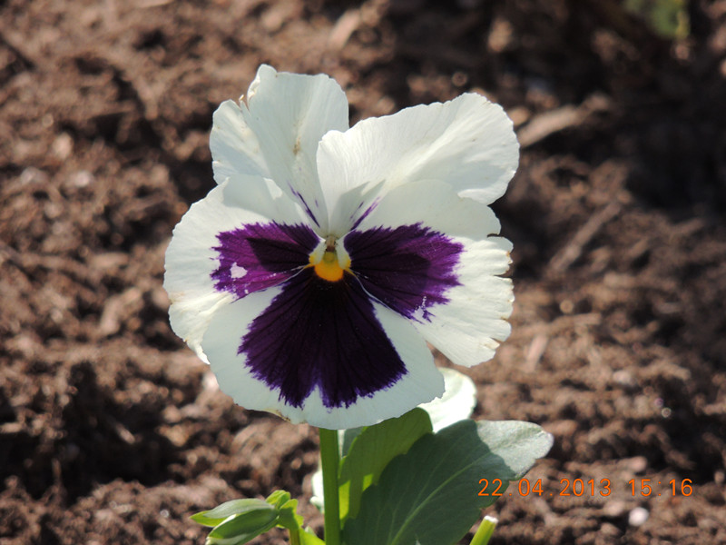 flower 2999_.jpg