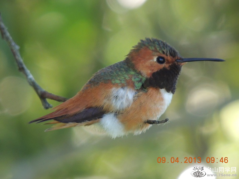 bird 1992_.jpg