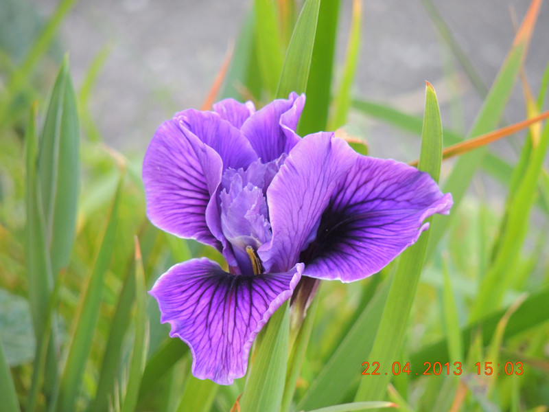 flower 2946_.jpg