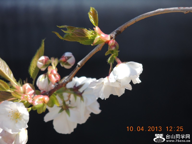 flower 2606_.jpg