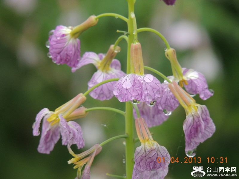 flower 2372_.jpg