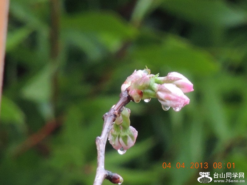flower 2497_.jpg