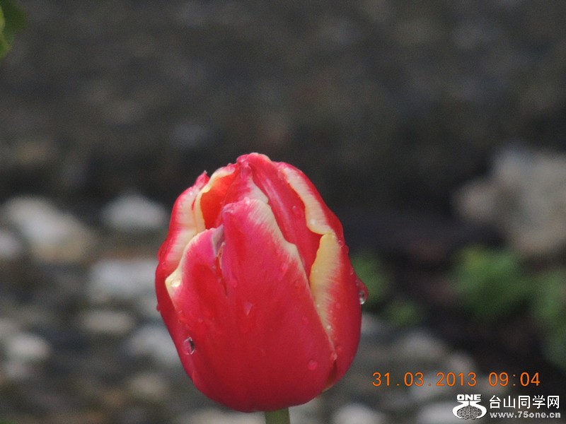 flower 2294_.jpg