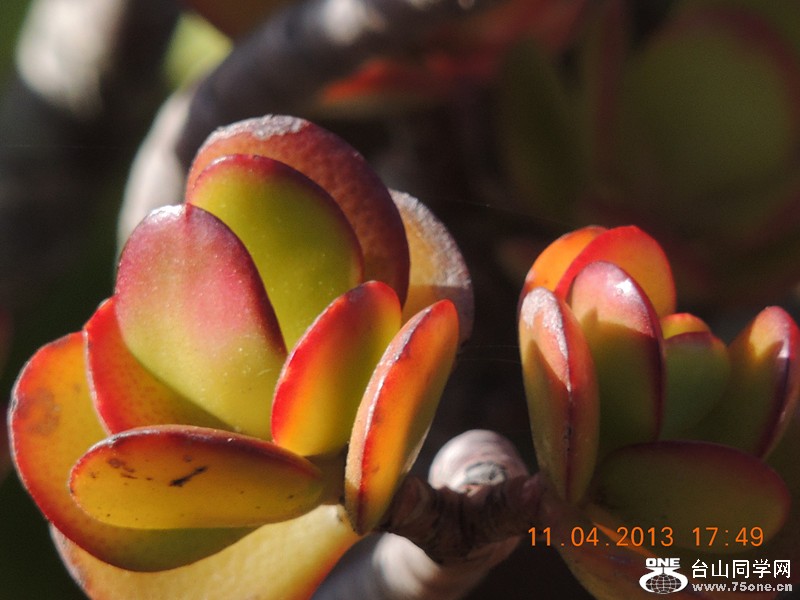 flower 2617_.jpg