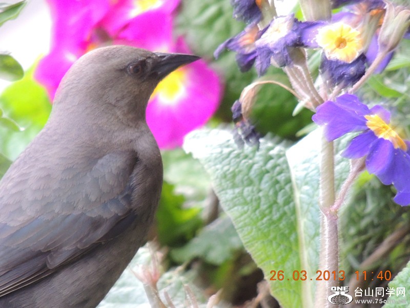 bird 1877_.jpg