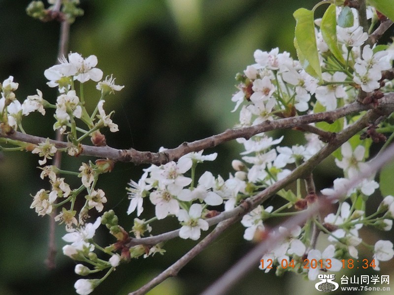 flower 2723_.jpg