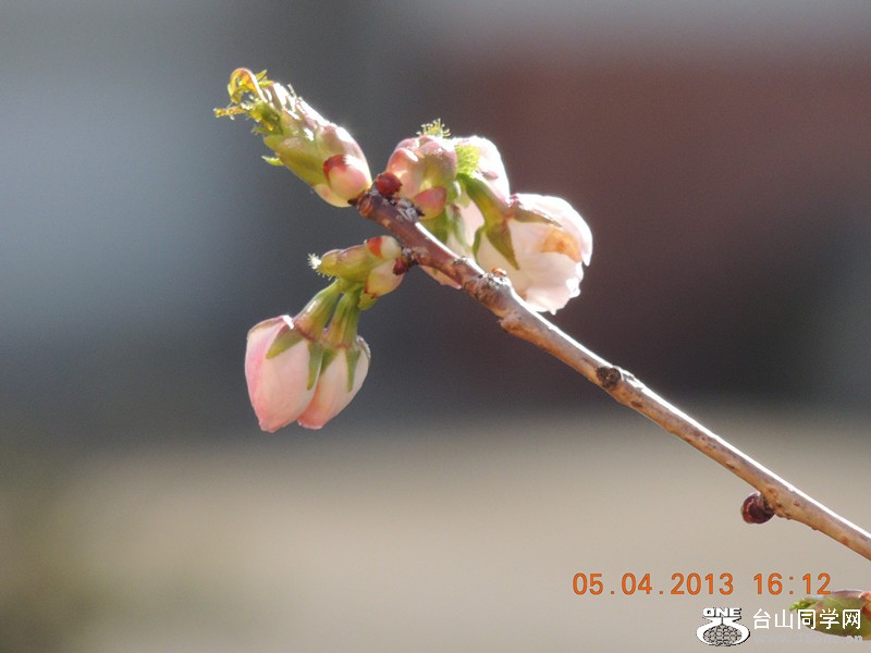 flower 2525_.jpg
