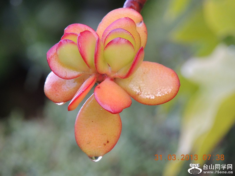 flower 2149_.jpg