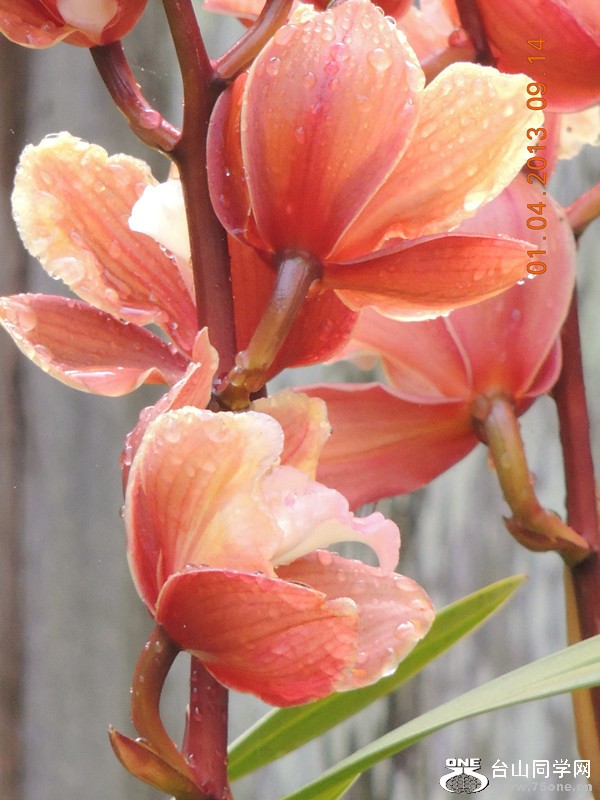 flower 2336_.jpg