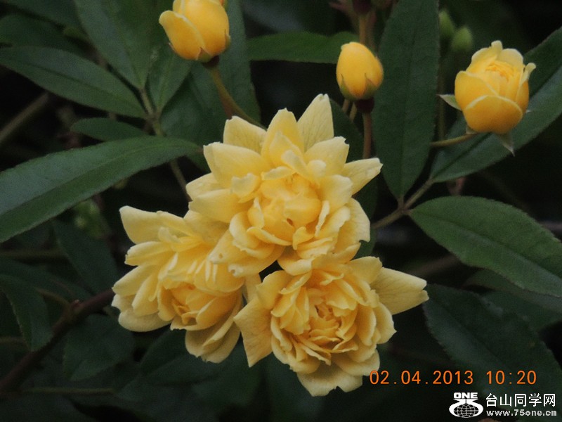 flower 2455_.jpg