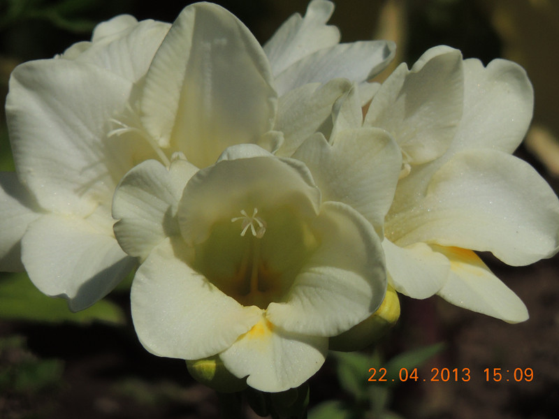 flower 2965_.jpg