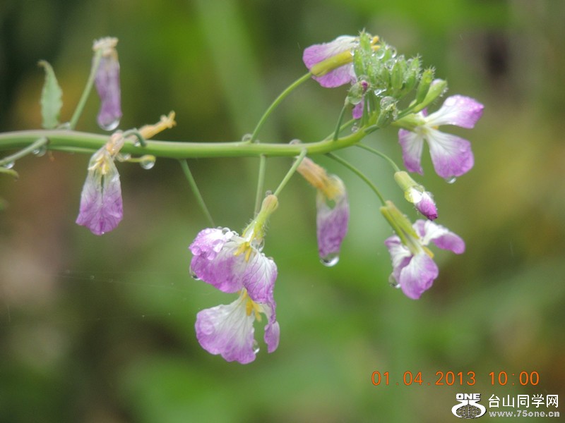 flower 2348_.jpg