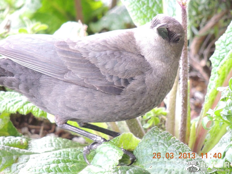 bird 1876_.jpg